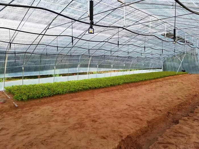 大（dà）棚吊（diào）掛微噴