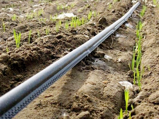 滴（dī）灌管和滴灌帶有（yǒu）哪些不同點